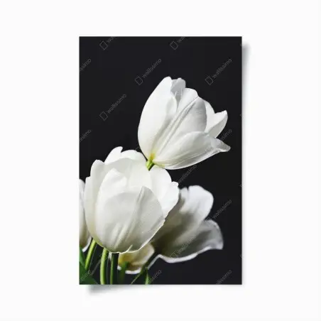 Poster bouquet de tulipes blanches sur fond noir – Wallnifity®