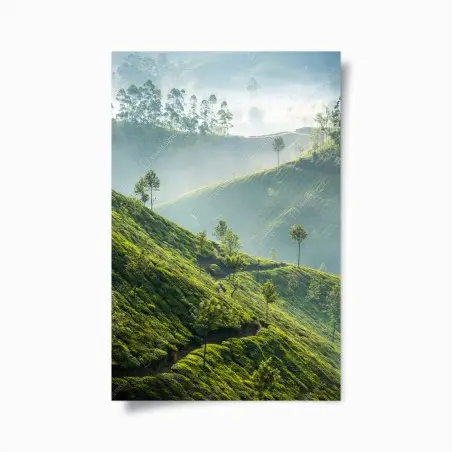 Poster brumes et plantations de thé à Munnar – Wallnifity®