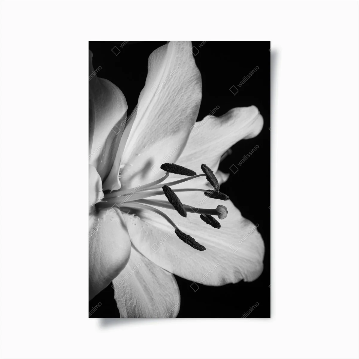 Poster élégance florale en noir et blanc – Wallnifity® Poster élégance florale en noir et blanc – Wallnifity®