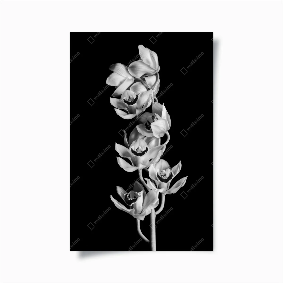 Poster orchidée monochrome élégance botanique – Wallnifity® Poster orchidée monochrome élégance botanique – Wallnifity®