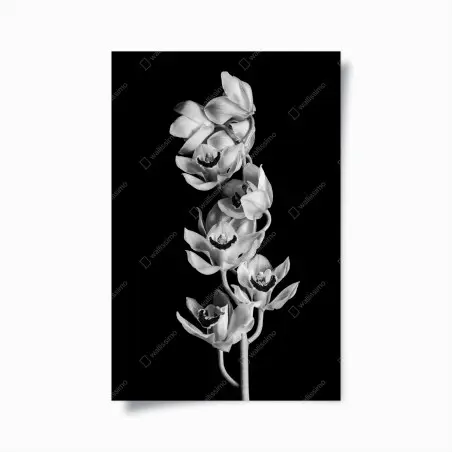 Poster orchidée monochrome élégance botanique – Wallnifity®
