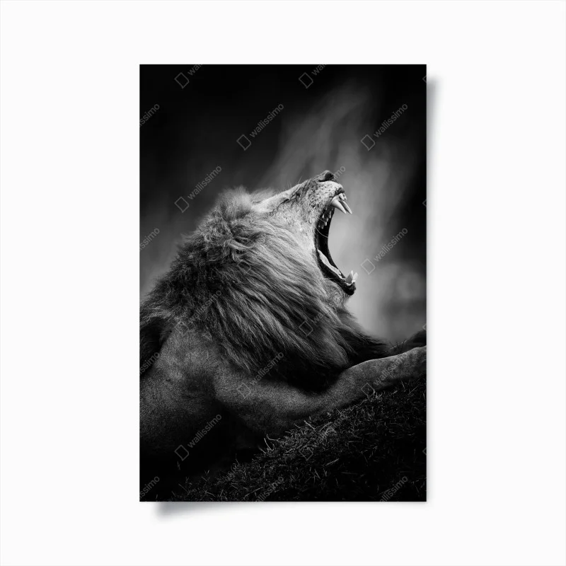 Animaux – Wallnifity®