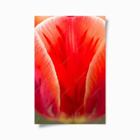 Poster abstraction de pétales de tulipe rouge – Wallnifity®