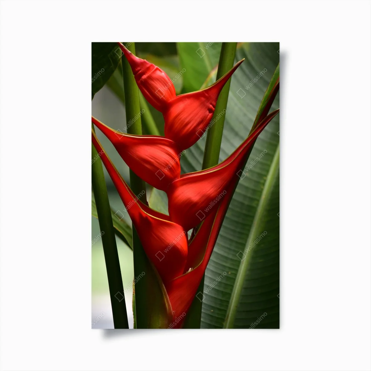 Poster fleur tropicale heliconia en gros plan – Wallnifity® Poster fleur tropicale heliconia en gros plan – Wallnifity®