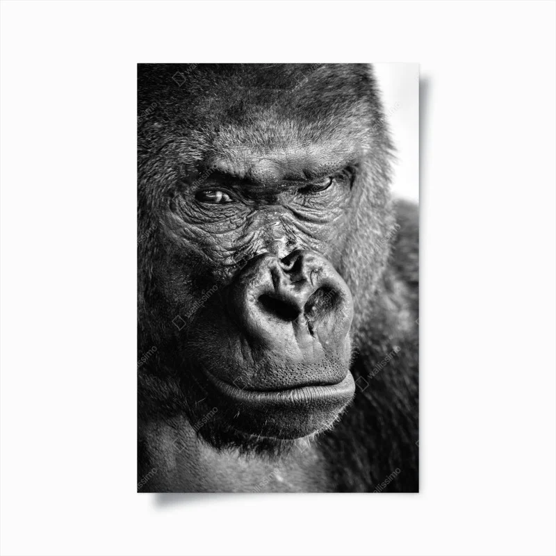 Animaux – Wallnifity®