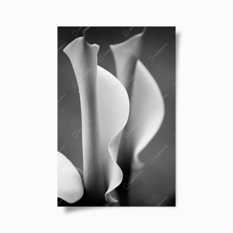 Chambre – Wallnifity®