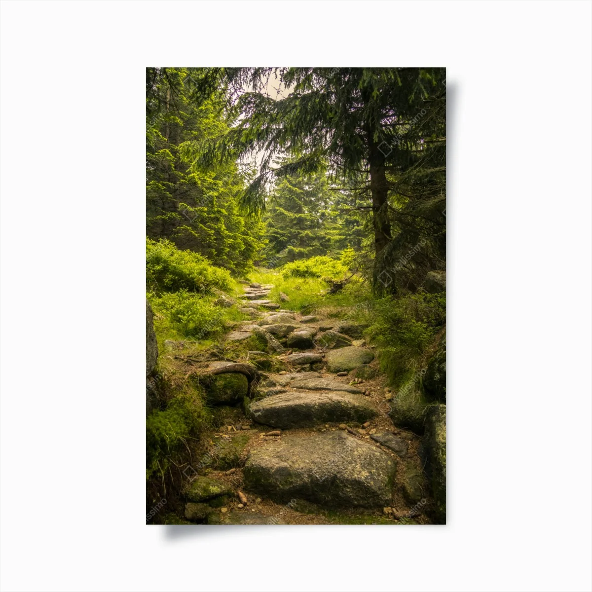 Poster chemin forestier verdoyant – Wallnifity® Poster chemin forestier verdoyant – Wallnifity®
