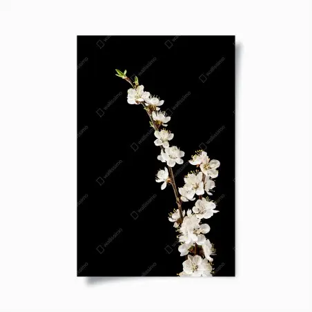 Poster branche d'abricotier en fleurs sur fond noir – Wallnifity®