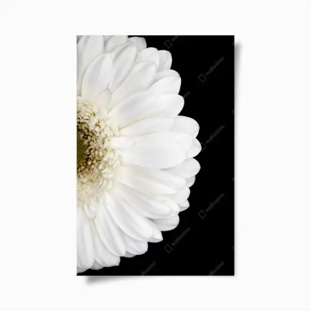 Poster gerbera blanche en gros plan sur fond noir – Wallnifity®
