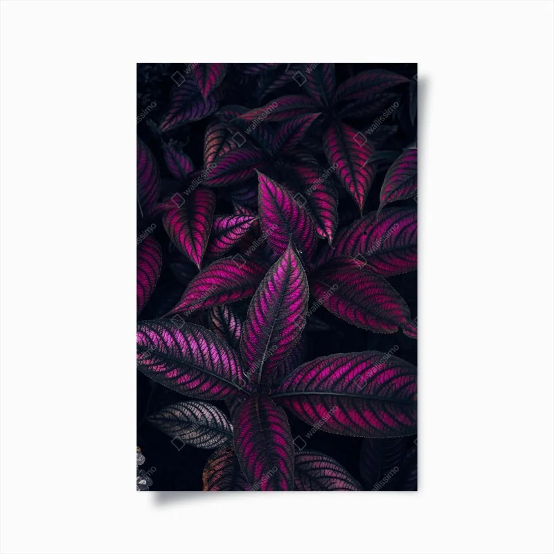 Chambre – Wallnifity®