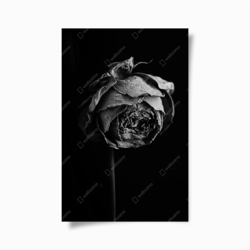 Posters – Wallnifity®