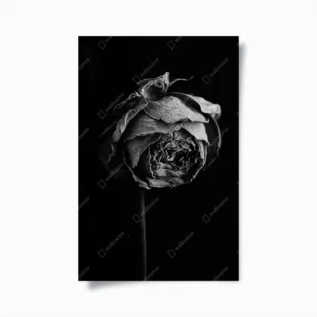 Poster rose fanée — élégance éphémère – Wallnifity®