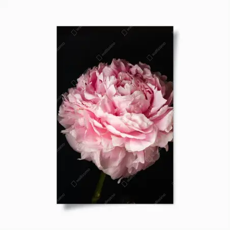Poster pivoine rose en gros plan — élégance florale intemporelle – Wallnifity®