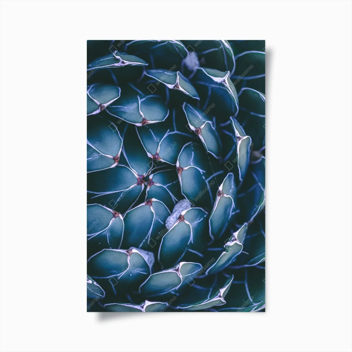 Poster motif géométrique de succulente en teintes bleu-vert – Wallnifity® Poster motif géométrique de succulente en teintes bleu-vert – Wallnifity®