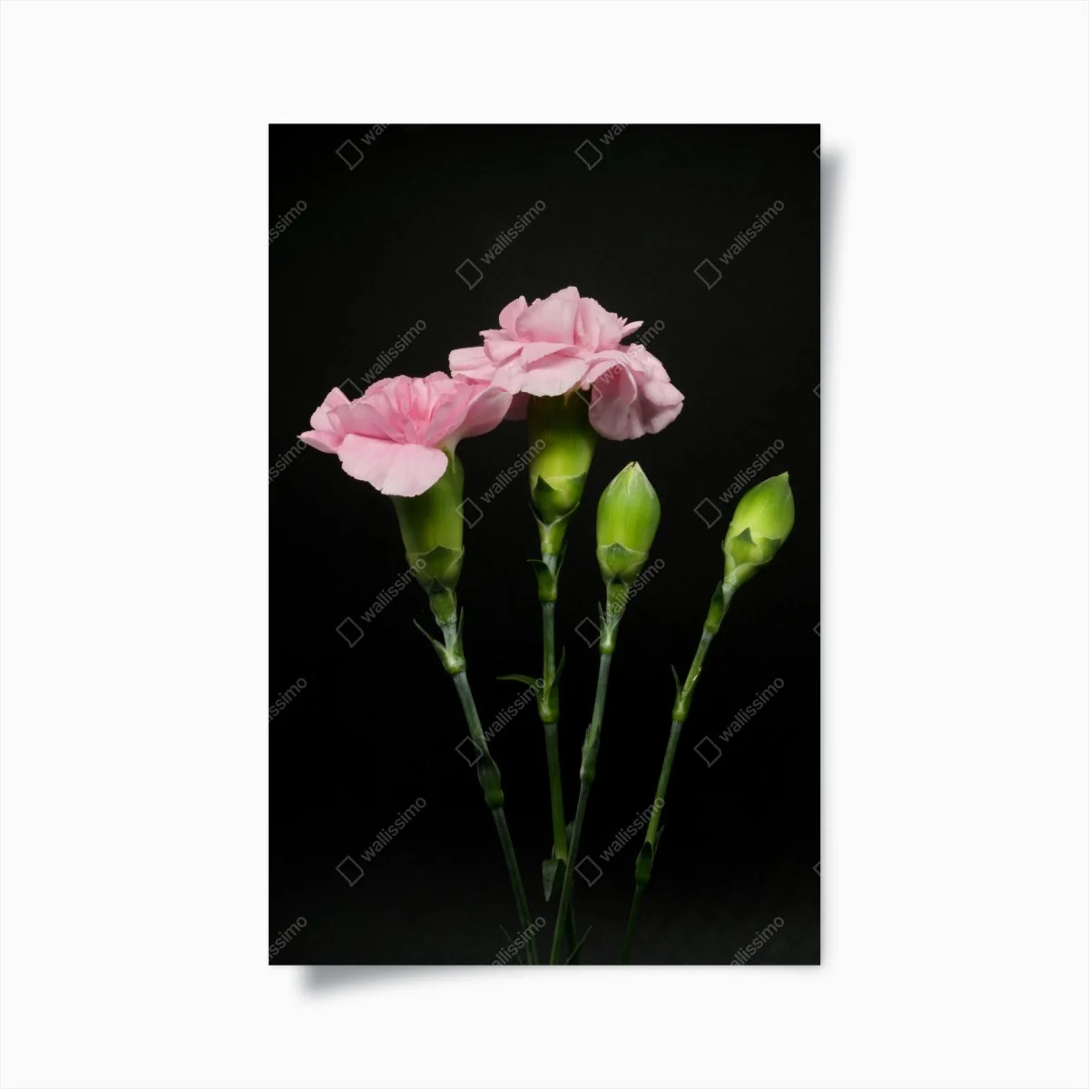 Poster bouquet d'œillets roses sur fond noir – Wallnifity® Poster bouquet d'œillets roses sur fond noir – Wallnifity®