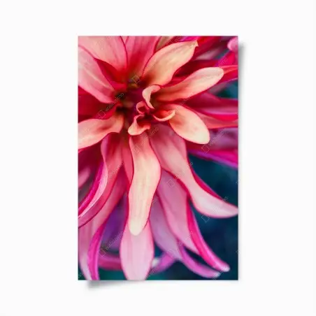 Poster éclosion corail: composition florale en gros plan – Wallnifity®
