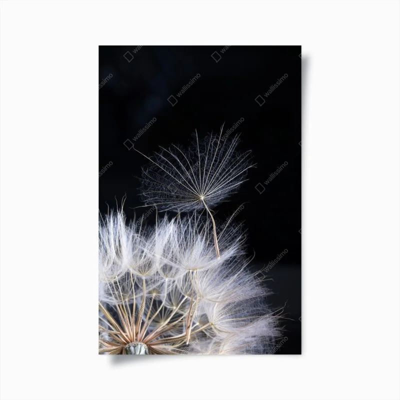 Posters – Wallnifity®