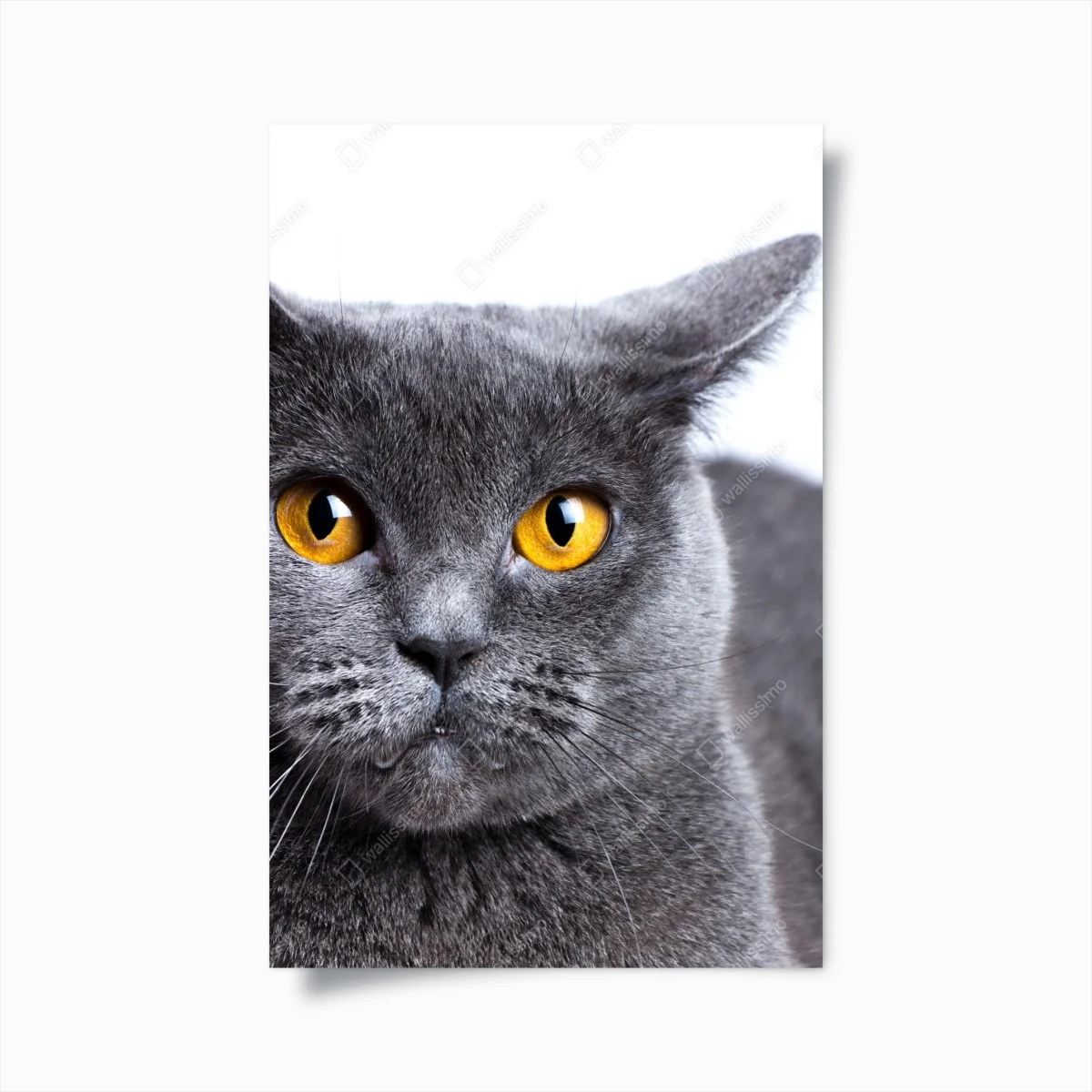 Poster regard doré d'un chat gris élégant – Wallnifity® Poster regard doré d'un chat gris élégant – Wallnifity®