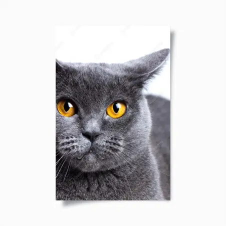 Poster regard doré d'un chat gris élégant – Wallnifity®