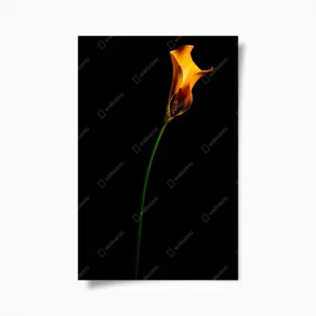 Poster calla orange sur fond noir – Wallnifity®