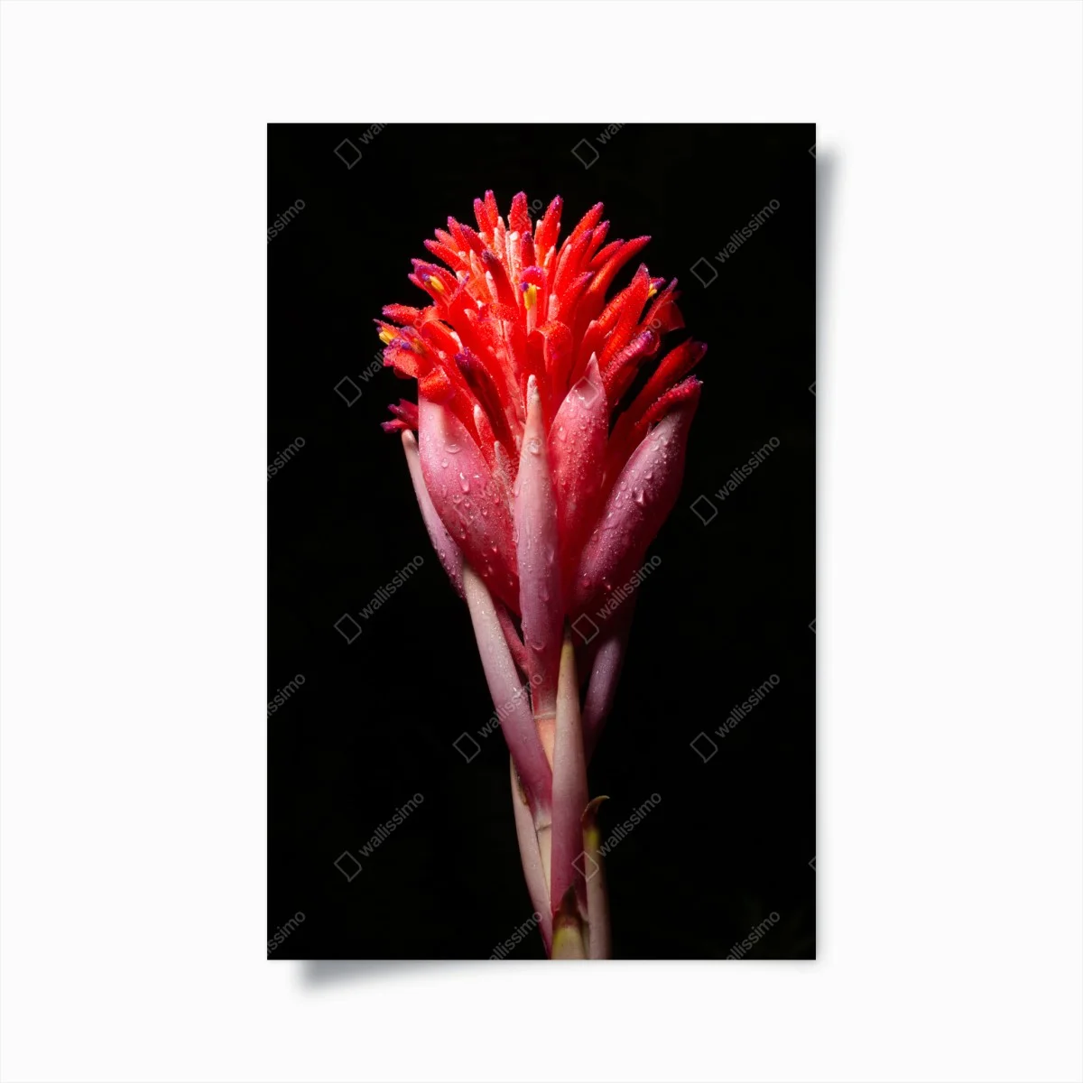Poster éclat floral tropical en gros plan – Wallnifity® Poster éclat floral tropical en gros plan – Wallnifity®