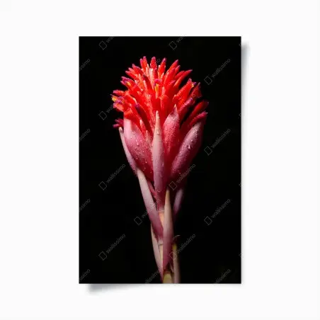 Poster éclat floral tropical en gros plan – Wallnifity®