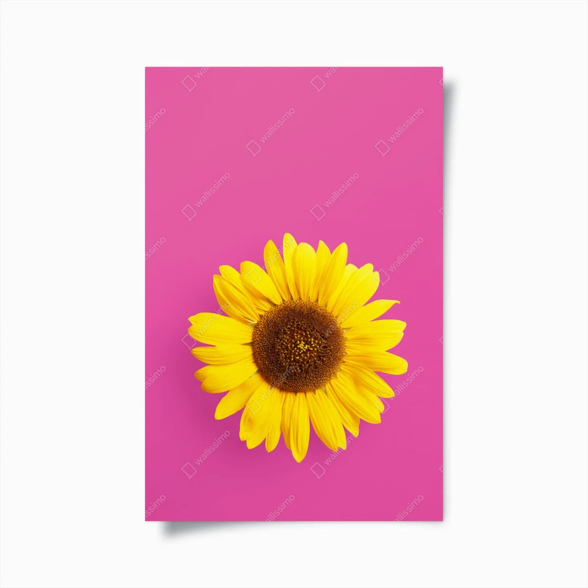 Poster tournesol éclatant sur fond rose – Wallnifity® Poster tournesol éclatant sur fond rose – Wallnifity®
