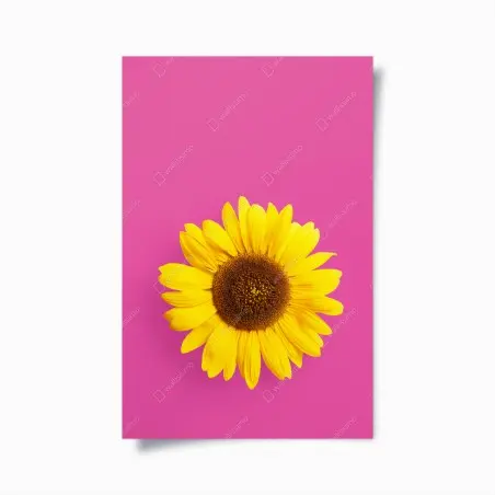 Poster tournesol éclatant sur fond rose – Wallnifity®