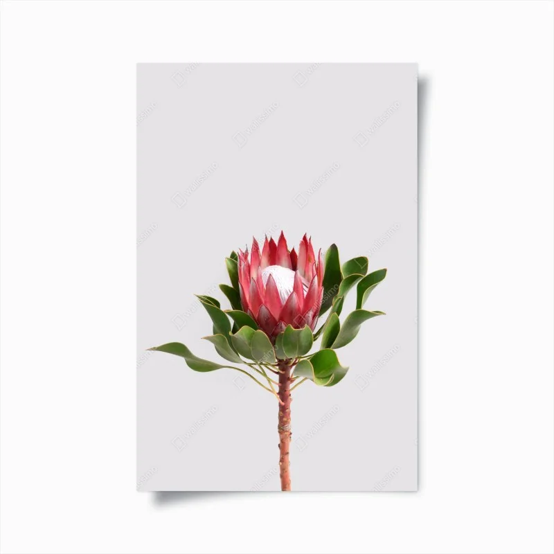 Posters – Wallnifity®