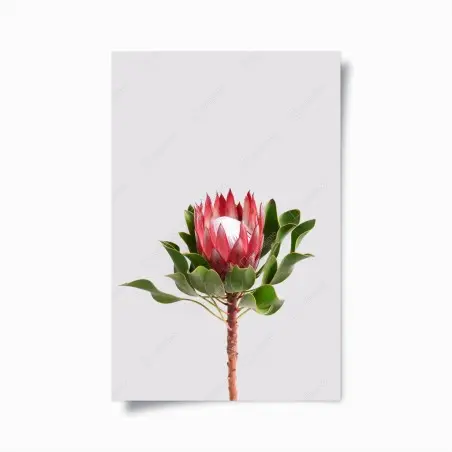 Poster protéa élégante sur fond minimaliste – Wallnifity®