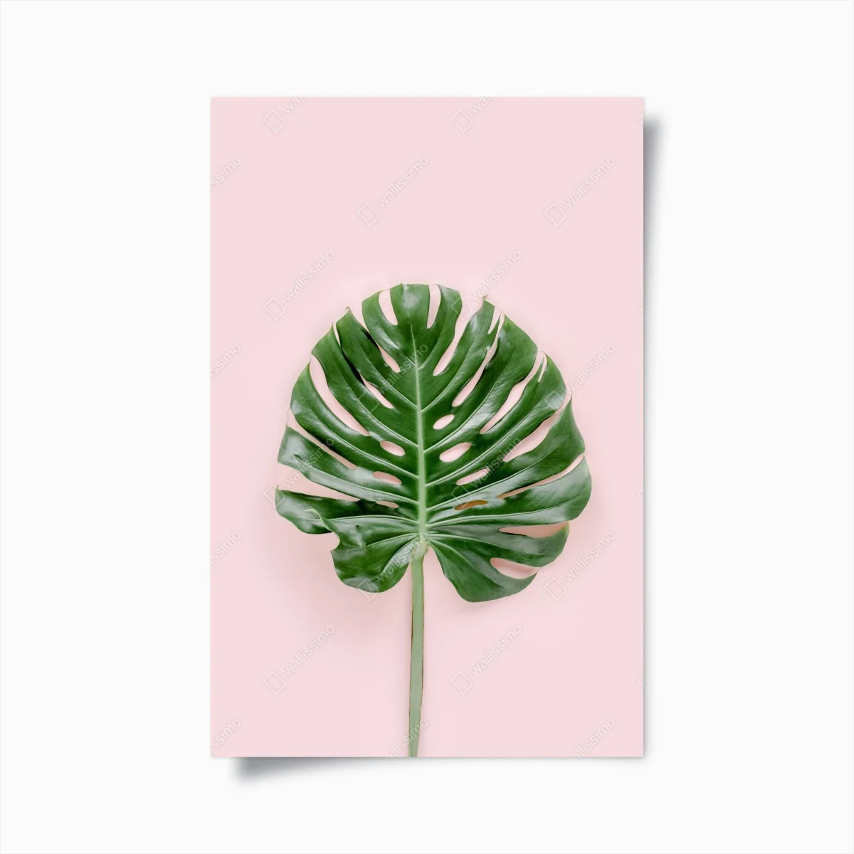 Poster feuille de monstera sur fond rose – Wallnifity® Poster feuille de monstera sur fond rose – Wallnifity®