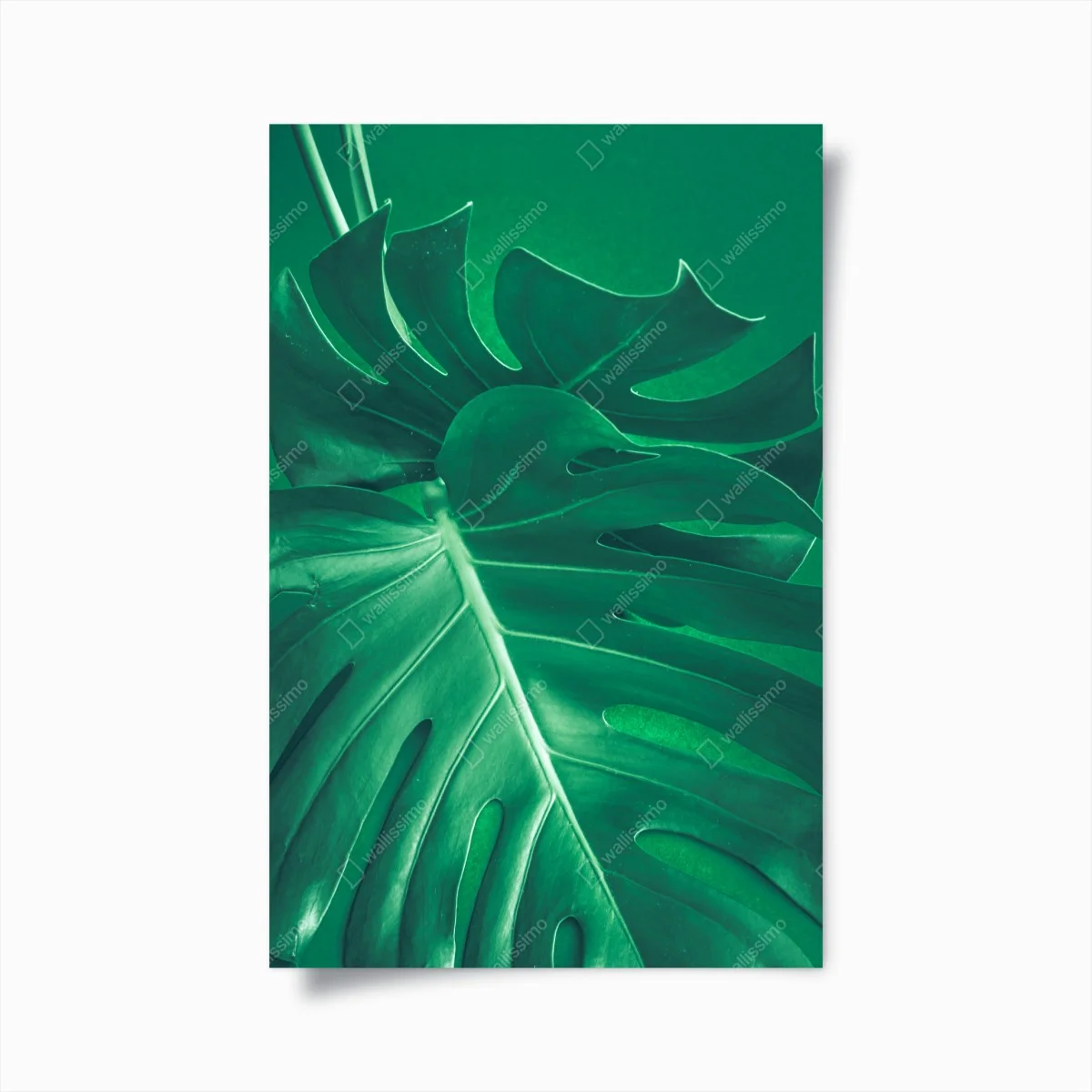 Poster feuille de monstera verte en gros plan – Wallnifity® Poster feuille de monstera verte en gros plan – Wallnifity®