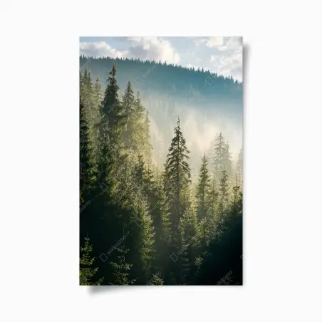 Poster brume matinale sur la forêt d'épicéas – Wallnifity®