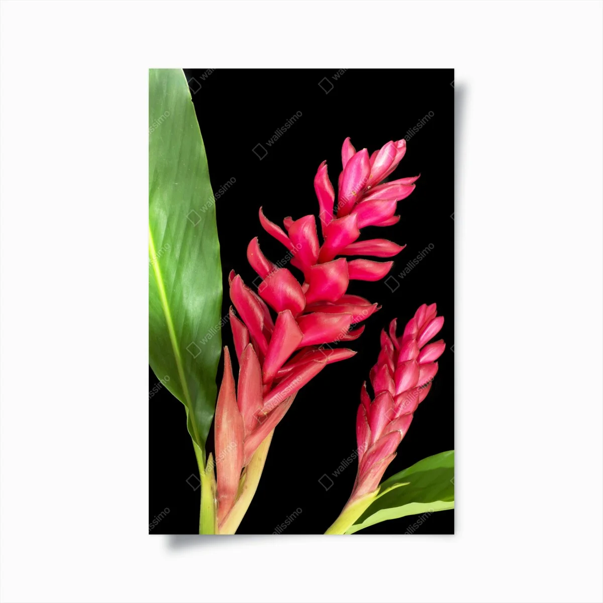 Poster éclat tropical gingembre torchère rouge sur fond noir – Wallnifity® Poster éclat tropical gingembre torchère rouge sur fond noir – Wallnifity®