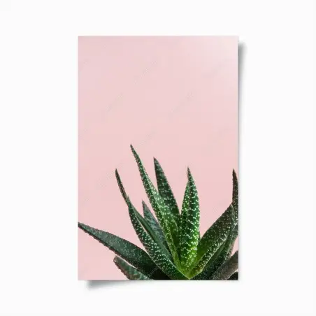 Poster aloe minimaliste sur fond rose – Wallnifity®
