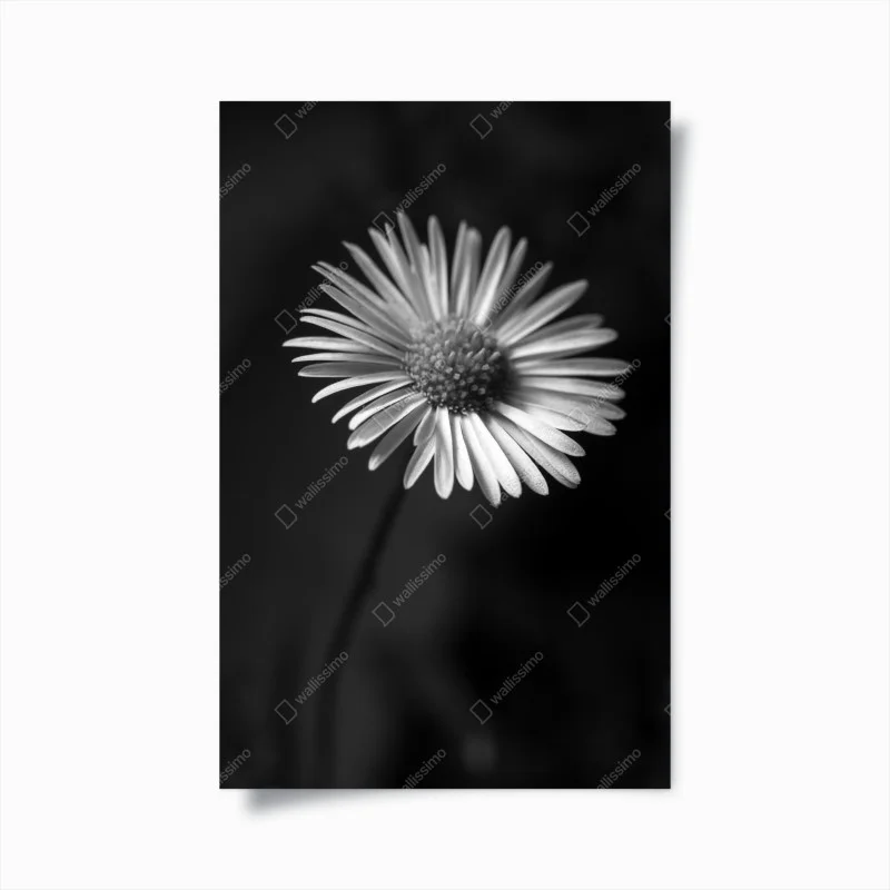 Posters – Wallnifity®