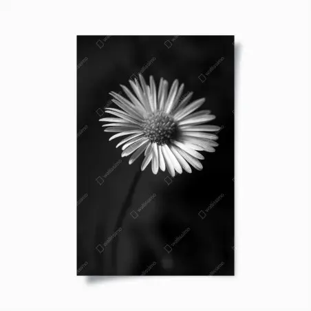Poster marguerite en noir et blanc – Wallnifity®