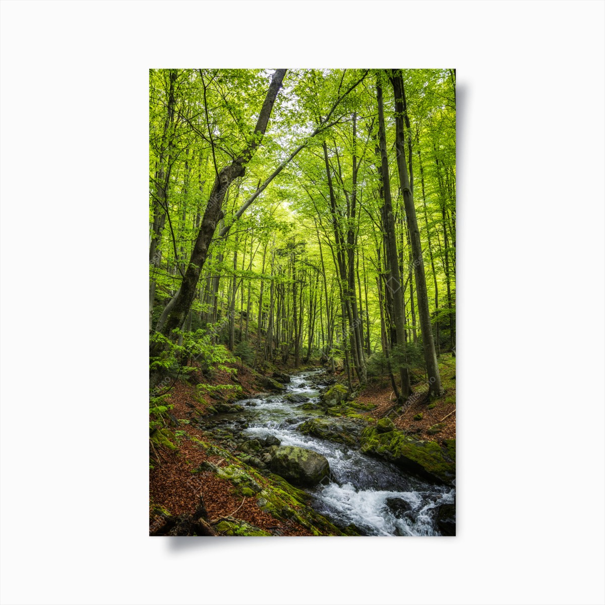 Poster forêt verdoyante et ruisseau paisible – Wallnifity®