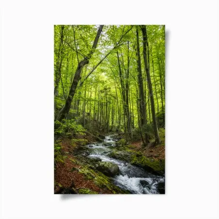 Poster forêt verdoyante et ruisseau paisible – Wallnifity®