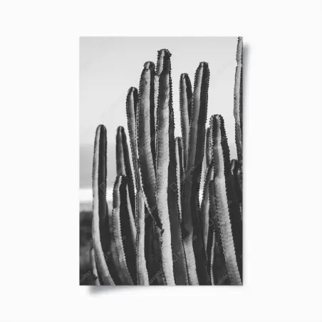 Poster cactus minimaliste en noir et blanc pour décoration murale – Wallnifity®