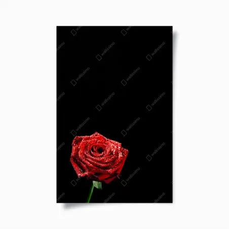 Poster rose rouge perlée sur fond noir – Wallnifity®