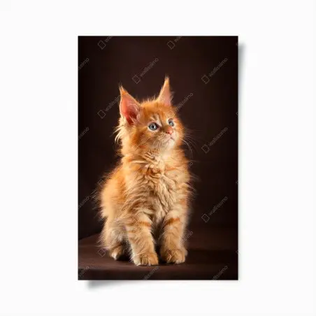 Poster portrait tendre d'un chaton roux aux yeux bleus – Wallnifity®
