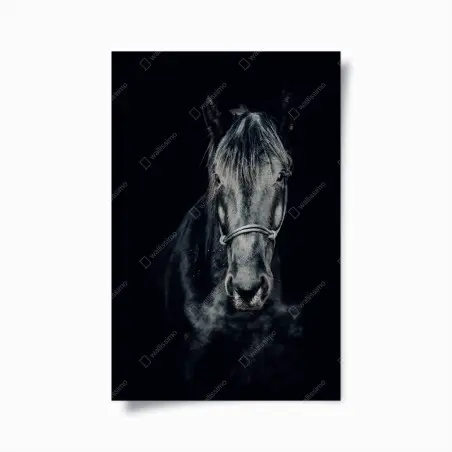 Poster regard perçant du cheval noir – Wallnifity®