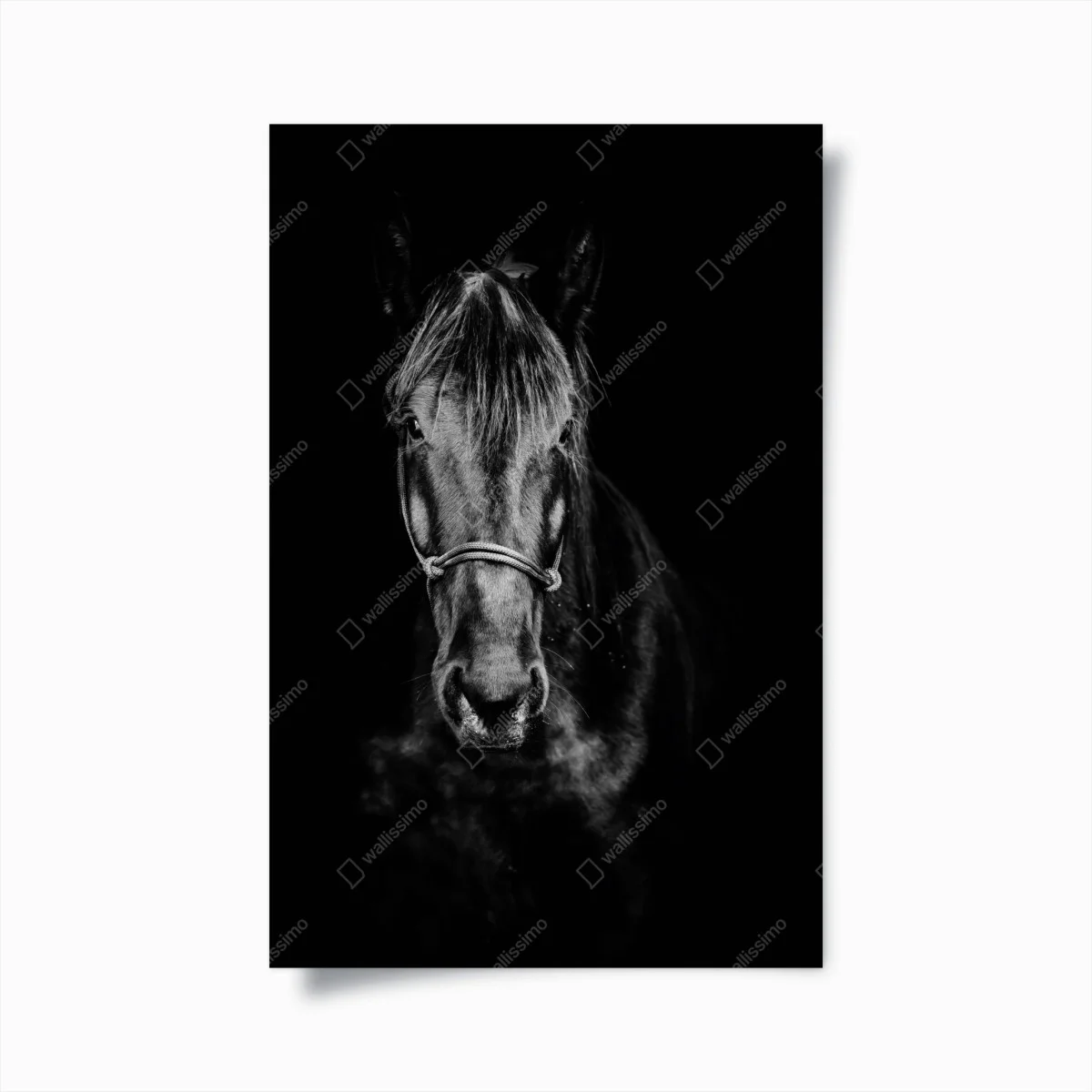 Poster noblesse équine en noir et blanc – Wallnifity® Poster noblesse équine en noir et blanc – Wallnifity®