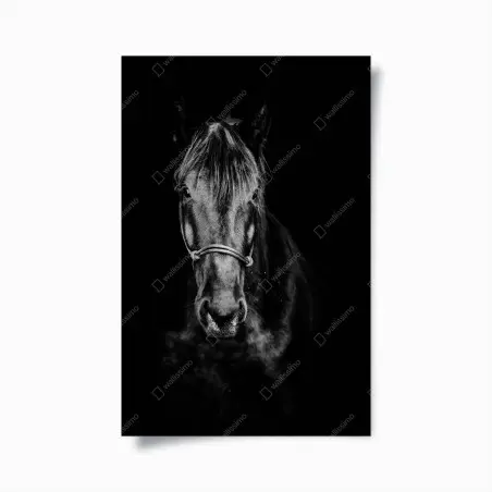 Poster noblesse équine en noir et blanc – Wallnifity®