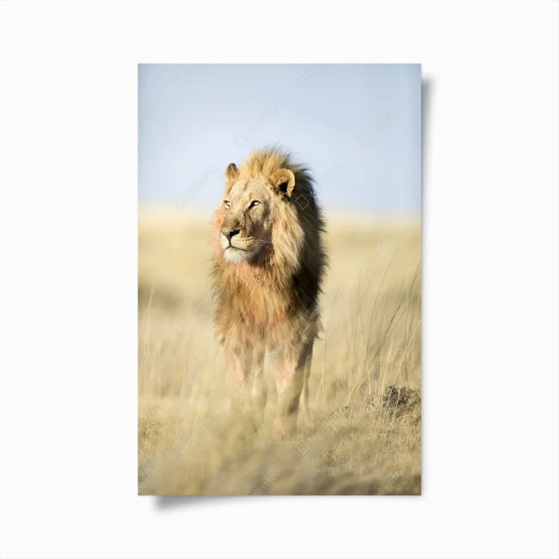 Animaux – Wallnifity®