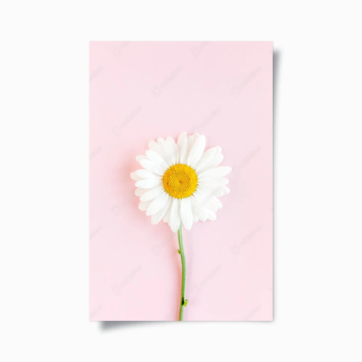 Poster marguerite blanche sur fond rose minimaliste – Wallnifity® Poster marguerite blanche sur fond rose minimaliste – Wallnifity®