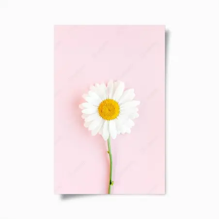 Poster marguerite blanche sur fond rose minimaliste – Wallnifity®