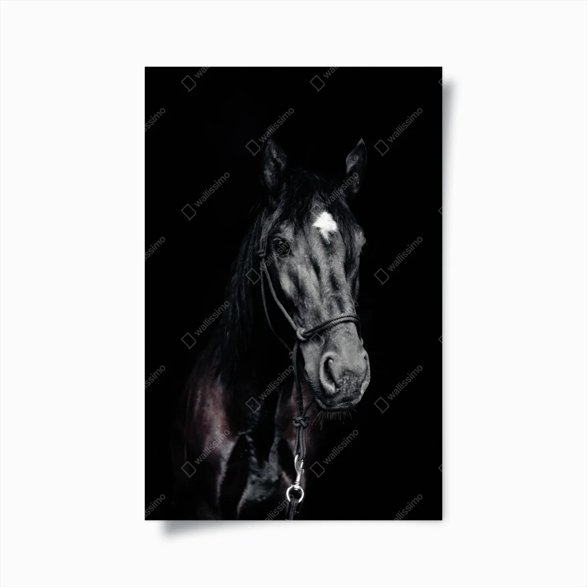 Poster portrait intime d'un cheval noir à l'étoile – Wallnifity® Poster portrait intime d'un cheval noir à l'étoile – Wallnifity®
