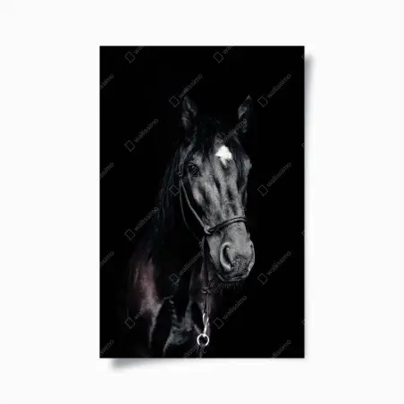 Poster portrait intime d'un cheval noir à l'étoile – Wallnifity®
